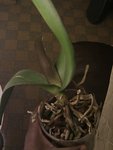 IMAG0671-1.jpg