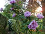 2011-04-20 Bg pivoines X.jpg