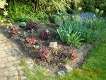 2011-04-20 heucheras 2 X.jpg