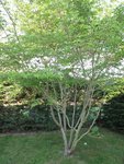 arbre.jpg