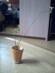 plante