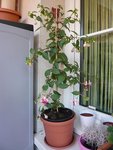 fuchsia.jpg