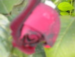 DSCN2131.JPG
