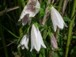 06 05 2008 jardin 001.jpg