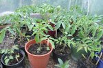 celles qui seront plantées en premier (on aperçoit déjà les boutons floraux).jpg