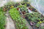 une partie des plants en attente.jpg
