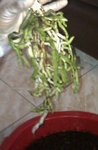 IMAG0799-1.jpg
