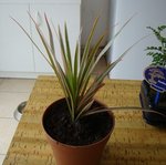 DSC00258.JPG