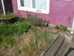 1er jardinet [640x480].JPG