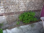 2ème jardinet [640x480].JPG
