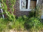 3ème jardinet.JPG