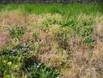 Détail 1 herbe.JPG