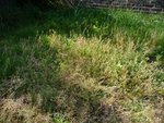 Détail 2 herbe.JPG