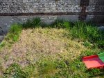 Ici, j'ai mis la tente tout l'été dernier pour &quot;tuer&quot; toutes les plantes qui s'y trouver. Je suis plutôt content du résultat.