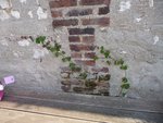 Est-ce que je dois m’inquiéter de cette plante ?
