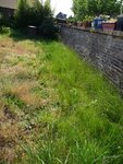 Là une bande d'herbe plutôt homogène qui pousse bien. Elle se trouve plus à l'ombre qu'ailleurs.