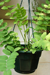 DSC_0031-sml.jpg