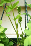 DSC_0030-sml.jpg