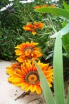 100_1155.JPG