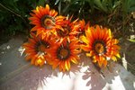 100_1152.JPG