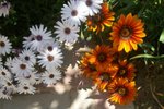 100_1163.JPG