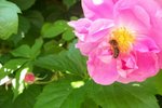 100_1372.JPG