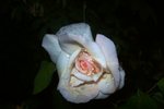 100_1322.JPG