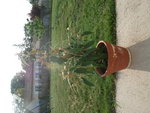 DSCF1203.JPG