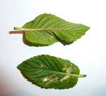 feuilles de menthes &quot;minées&quot;?