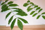 A gauche la glycine