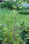 P1010712-1.JPG