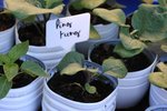 ping tung, très très longue à prendre