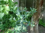 DSC00607.JPG