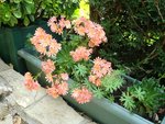 DSC03719.JPG