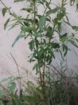 2011-04-24 15.58.07_comp.jpg