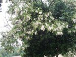 2011-04-23 11.09.42_comp.jpg
