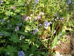 2011-04-23 fouillis fond X.jpg