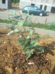 plante1.jpg