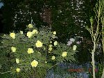 2011-04-23 A' pivoines x - Copie (2).jpg