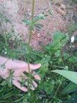 062 mauvaise herbe.jpg