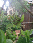 IMGP3345.GIF