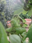 IMGP3346.GIF