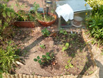 mon potager qui a bien changer depuis:des fraises des carottes peut être et des haricot nain