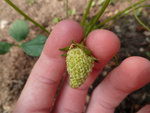 ma première fraises