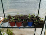 mes tomates cerises