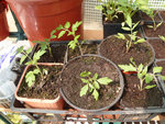 voili voilou les tomates cerises qui ont très bien grandit ,non?