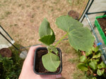 ti cornichon