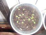 Basilic en pot, J+10