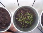 Thym en pot, J+10