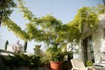wisteria floribunda macrobotrys.jpg